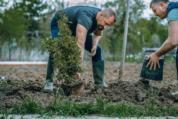 Best Arborist Services Near Me  in Lake Shore, UT